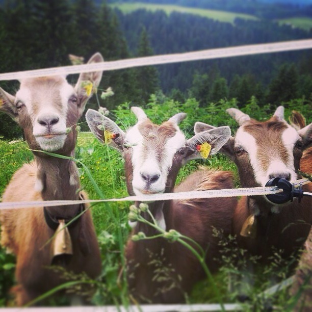 Neugierige Ziegen auf der Alm